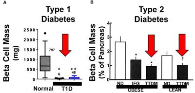 Human Beta Cell Regenerative Drug Therapy for Diabetes: Past Achievements and Future Challenges